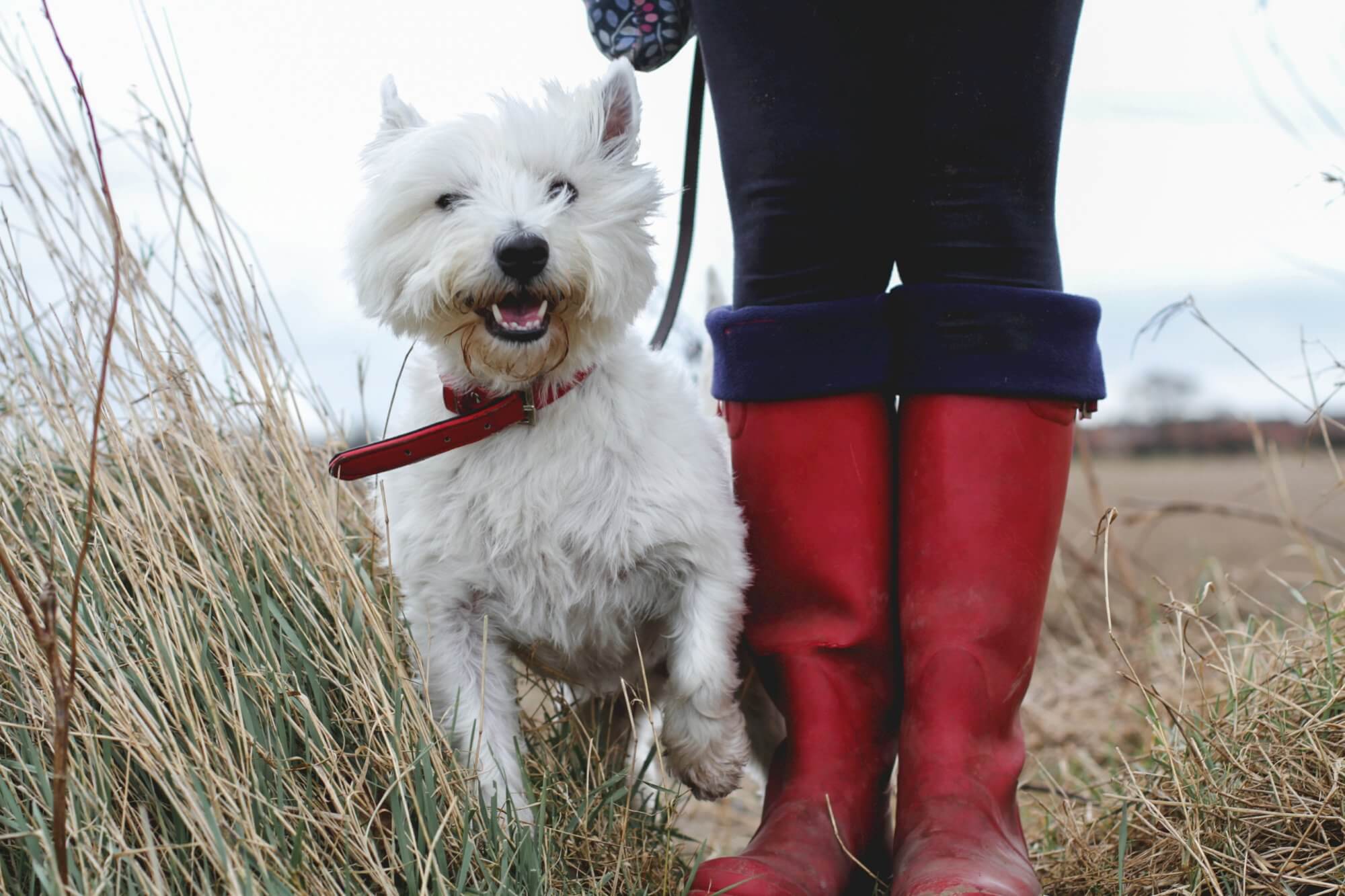 The best local dog walks around Porlock 