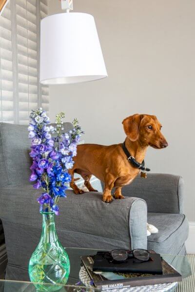 Sausage Dog on Arm chair