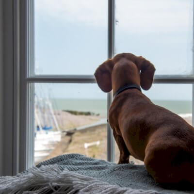 Sausage Dog looking our of window
